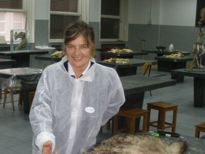 NAPAD VUKOVA  - Nadomak zadarske Kalelerge: Vukovi za blagdane poklali 18 tek ojanjenih janjaca!