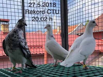 Croatia tiplerska udruga Croatia tiplerska udruga