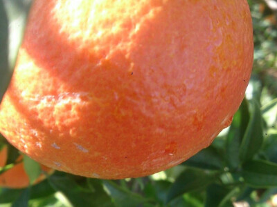 Crvene naranče