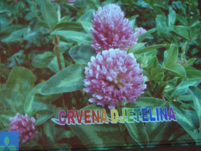 Dani polja Poljoprivrednog Instituta Osijek