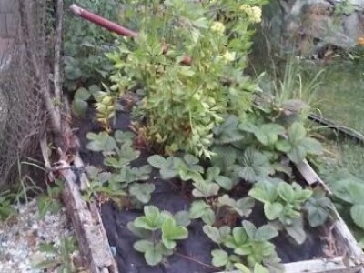 U dvorištu na malom prostoru uzgajaju sve, od začinskog i ljekovitog bilja do povrća U dvorištu na malom prostoru uzgajaju sve, od začinskog i ljekovitog bilja do povrća