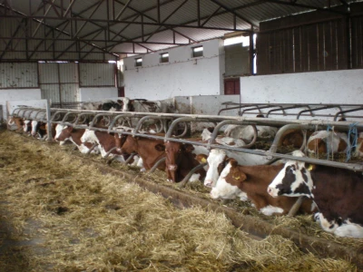 farma-krava