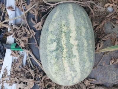 Crveni pauk na lubenicama