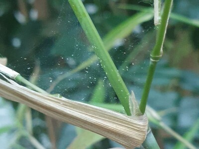 Crveni pauk na lubenicama