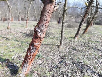 Crvenilo kore jabuka i krušaka