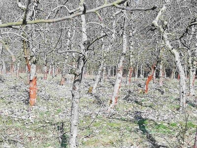 Crvenilo kore jabuka i krušaka