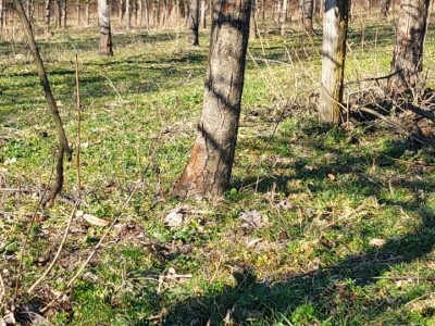 Crvenilo kore jabuka i krušaka