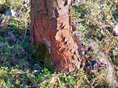 Crvenilo kore jabuka i krušaka