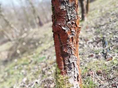 Crvenilo kore jabuka i krušaka