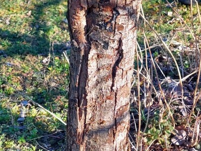 Crvenilo kore jabuka i krušaka