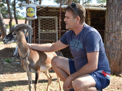 ČUDA PRIRODE - Josip Bugarija iz Bibinja spasio, udomio i pripitomio muflona koje bi rado daraovao na Pantovčak i predsjednici Kolindi Grabar Kitarović