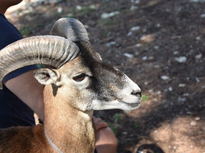 ČUDA PRIRODE - Josip Bugarija iz Bibinja spasio, udomio i pripitomio muflona koje bi rado daraovao na Pantovčak i predsjednici Kolindi Grabar Kitarović