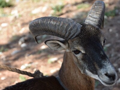 ČUDA PRIRODE - Josip Bugarija iz Bibinja spasio, udomio i pripitomio muflona koje bi rado daraovao na Pantovčak i predsjednici Kolindi Grabar Kitarović