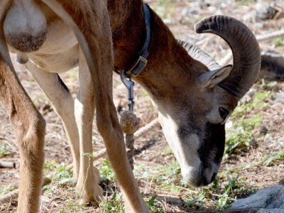 ČUDA PRIRODE - Josip Bugarija iz Bibinja spasio, udomio i pripitomio muflona koje bi rado daraovao na Pantovčak i predsjednici Kolindi Grabar Kitarović