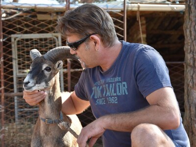 ČUDA PRIRODE - Josip Bugarija iz Bibinja spasio, udomio i pripitomio muflona koje bi rado daraovao na Pantovčak i predsjednici Kolindi Grabar Kitarović