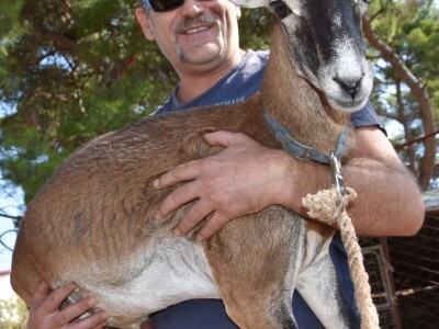 ČUDA PRIRODE - Josip Bugarija iz Bibinja spasio, udomio i pripitomio muflona koje bi rado daraovao na Pantovčak i predsjednici Kolindi Grabar Kitarović