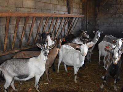 Čudo u Pakoštanima: Koza Gabrijela, iz stada Vinka Šarina, ojarila šestorke