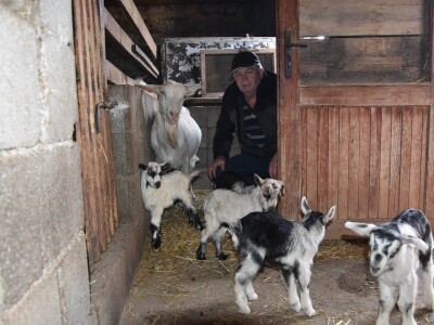 Čudo u Pakoštanima: Koza Gabrijela, iz stada Vinka Šarina, ojarila šestorke