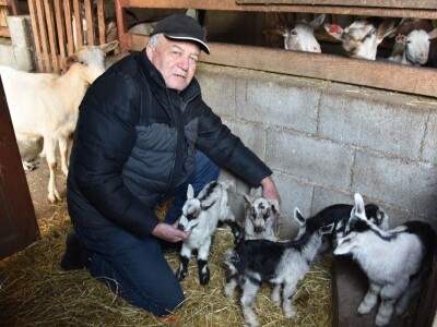 Čudo u Pakoštanima: Koza Gabrijela, iz stada Vinka Šarina, ojarila šestorke Čudo u Pakoštanima: Koza Gabrijela, iz stada Vinka Šarina, ojarila šestorke
