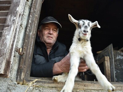 Čudo u Pakoštanima: Koza Gabrijela, iz stada Vinka Šarina, ojarila šestorke Čudo u Pakoštanima: Koza Gabrijela, iz stada Vinka Šarina, ojarila šestorke