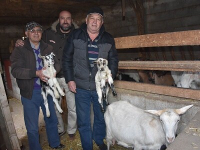 Čudo u Pakoštanima: Koza Gabrijela, iz stada Vinka Šarina, ojarila šestorke Čudo u Pakoštanima: Koza Gabrijela, iz stada Vinka Šarina, ojarila šestorke