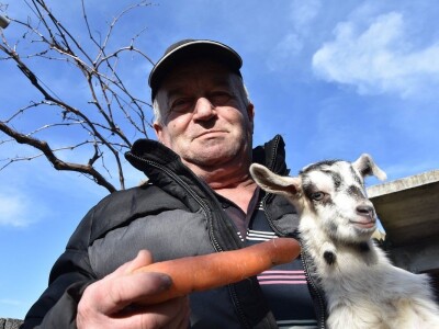 Čudo u Pakoštanima: Koza Gabrijela, iz stada Vinka Šarina, ojarila šestorke Čudo u Pakoštanima: Koza Gabrijela, iz stada Vinka Šarina, ojarila šestorke
