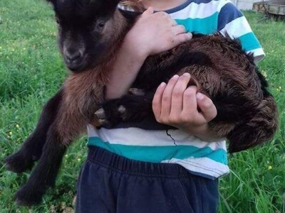 Čuvajući koze pređe dnevno i do 10km