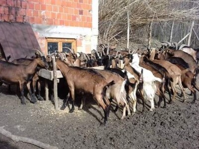 Čuvajući koze pređe dnevno i do 10km