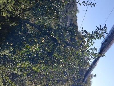 Čuvanje plodova jabuka Čuvanje plodova jabuka