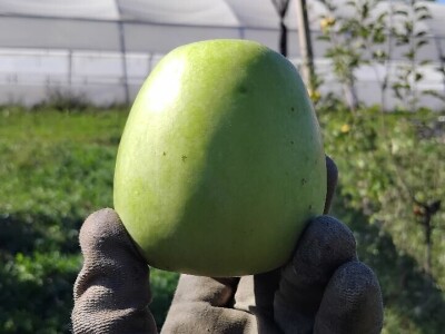 Čuvanje plodova jabuka Čuvanje plodova jabuka