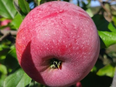 Čuvanje plodova jabuka Čuvanje plodova jabuka