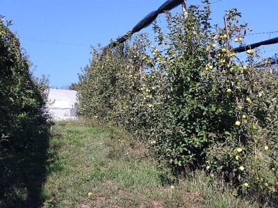 Čuvanje plodova jabuka Čuvanje plodova jabuka