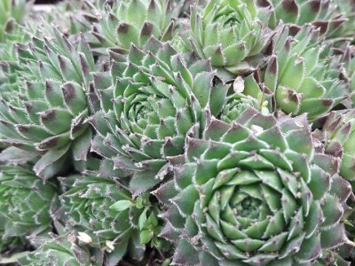 Čuvarkuća kao ukrasna dekoracija