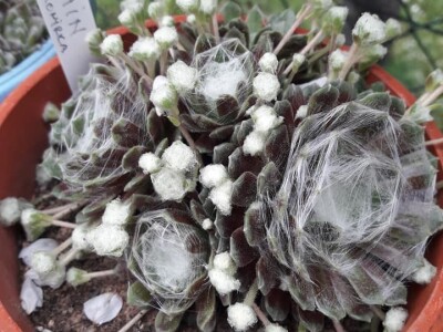 Čuvarkuća kao ukrasna dekoracija