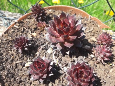 Čuvarkuća kao ukrasna dekoracija