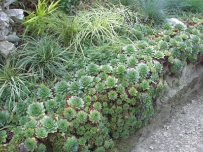 Čuvarkuća u Dalmaciji