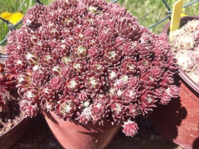 Čuvarkuća kao ukrasna dekoracija