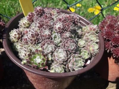 Čuvarkuća kao ukrasna dekoracija