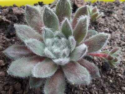 Čuvarkuća kao ukrasna dekoracija