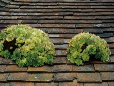 Čuvarkuća na krovu kuće