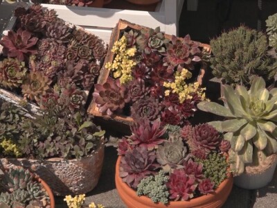 Čuvarkuća ne zahteva posebnu negu