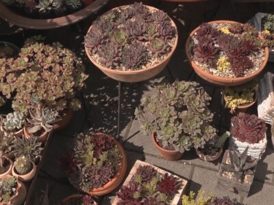 Čuvarkuća ne zahteva posebnu negu