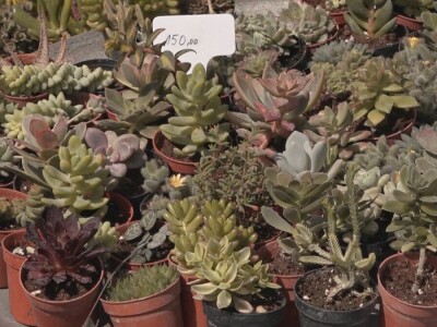 Čuvarkuća ne zahteva posebnu negu