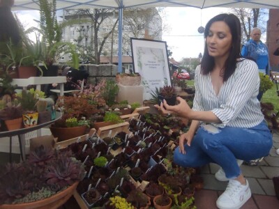 Čuvarkuća ne zahteva posebnu negu