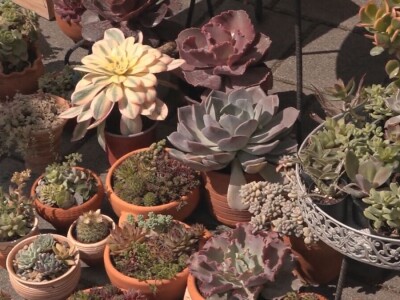 Čuvarkuća ne zahteva posebnu negu