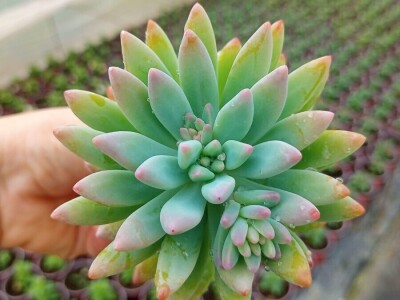 Čuvarkuća ne zahteva posebnu negu