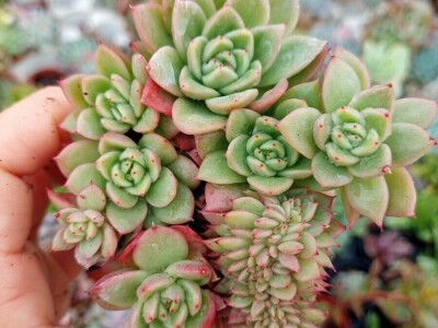 Čuvarkuća ne zahteva posebnu negu