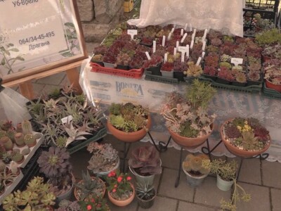 Čuvarkuća ne zahteva posebnu negu