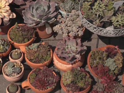 Čuvarkuća ne zahteva posebnu negu