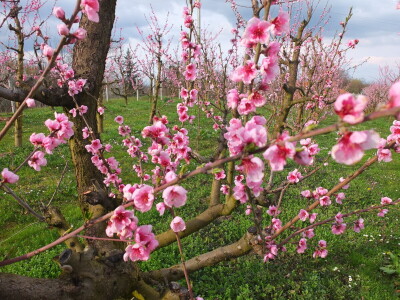 Rane sorte su isplativije, ali i izazov Rane sorte su isplativije, ali i izazov